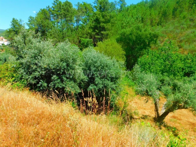 Terreno para Venda em São Vicente da Beira Foto 4