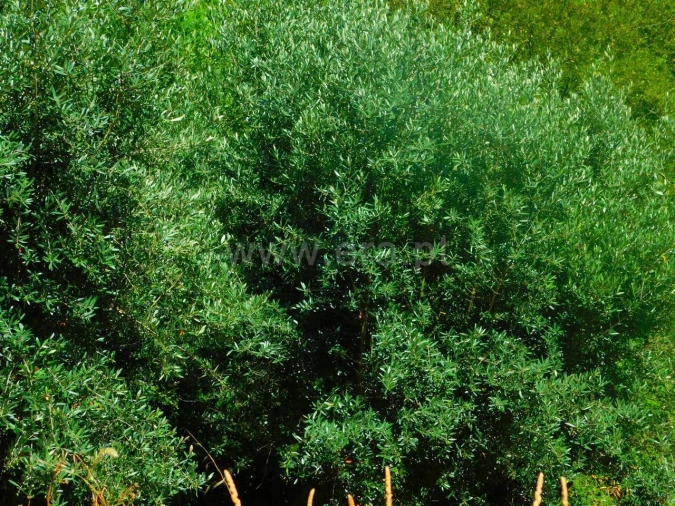 Terreno para Venda em São Vicente da Beira Foto 3