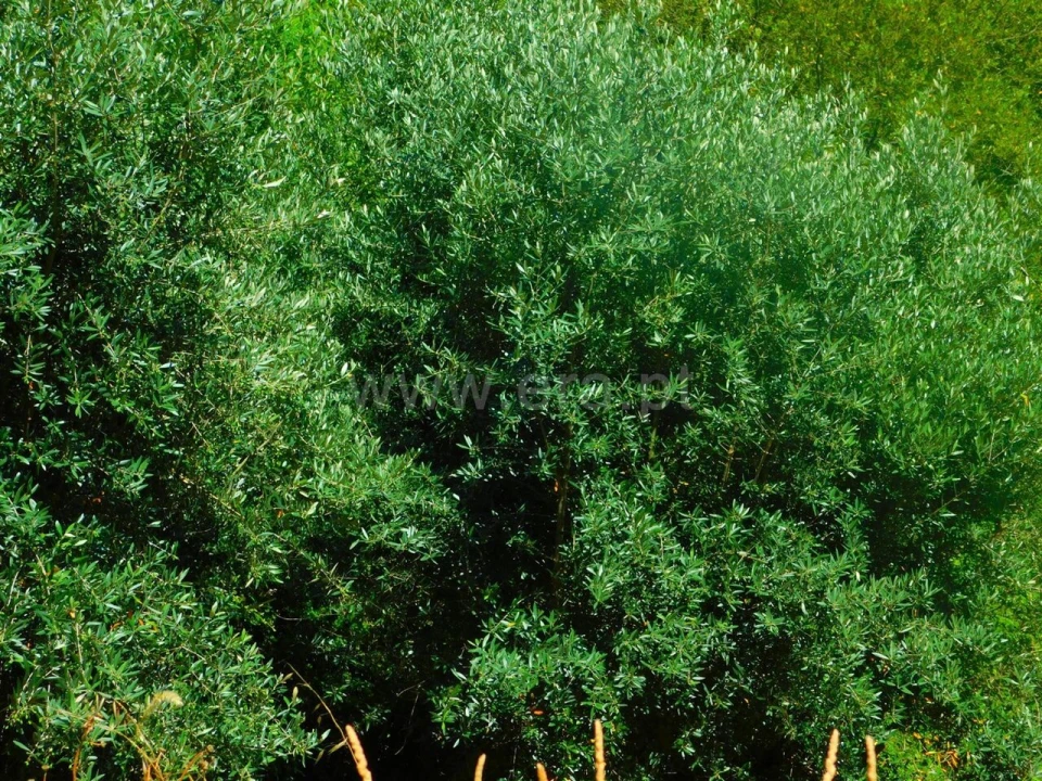 Terreno para Venda em São Vicente da Beira Foto 3