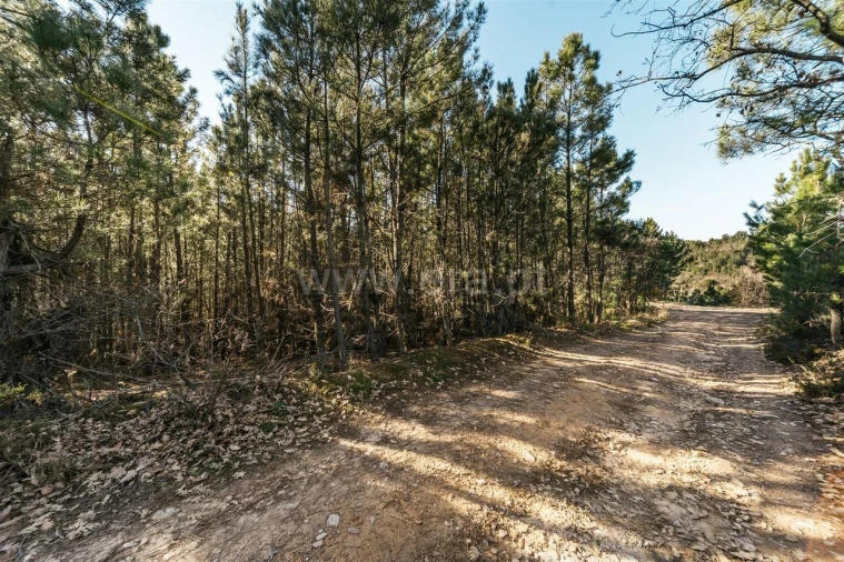 Terreno para Venda em Alcaide Foto 2
