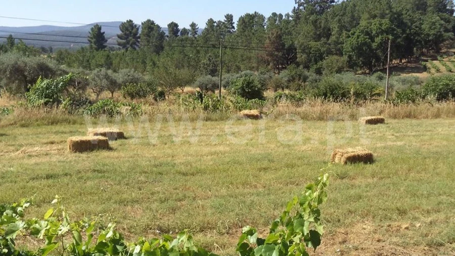 Quinta T0 para Venda em Pero Viseu