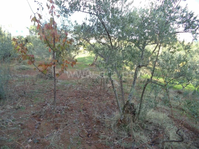 Terreno para Venda em Capinha Foto 4