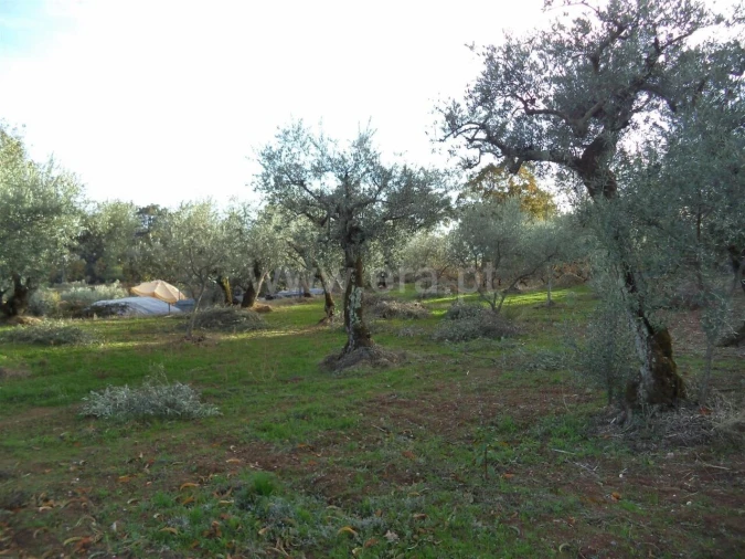 Terreno para Venda em Capinha Foto 2