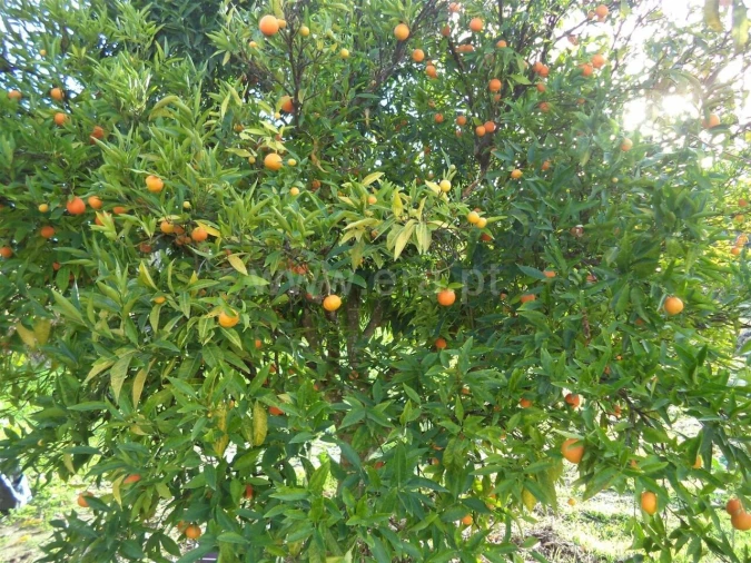 Terreno para Venda em Capinha Foto 7