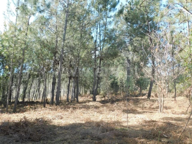 Terreno para Venda em Souto da Casa Foto 10