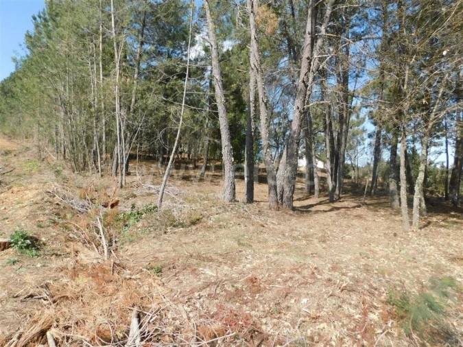 Terreno para Venda em Souto da Casa Foto 3
