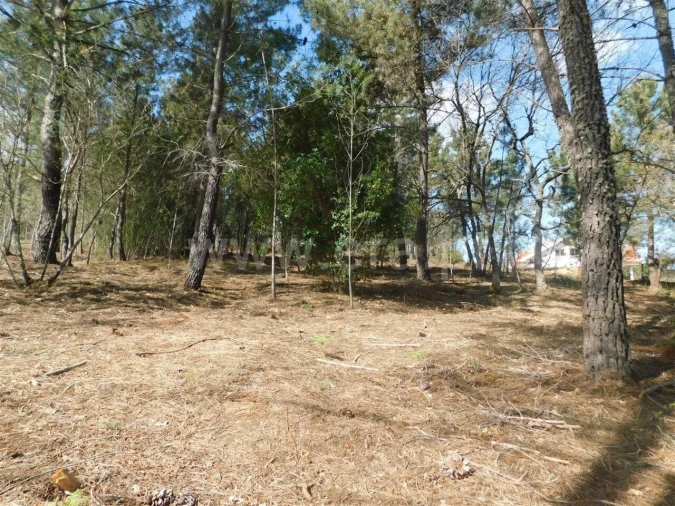 Terreno para Venda em Souto da Casa Foto 4