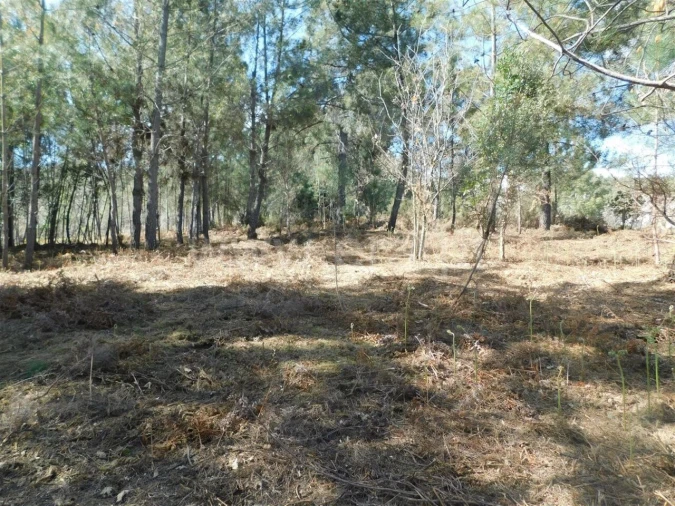 Terreno para Venda em Souto da Casa Foto 7