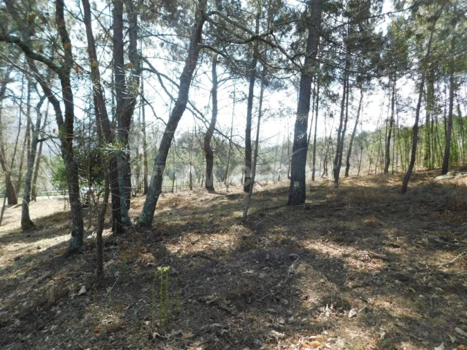 Terreno para Venda em Souto da Casa Foto 8