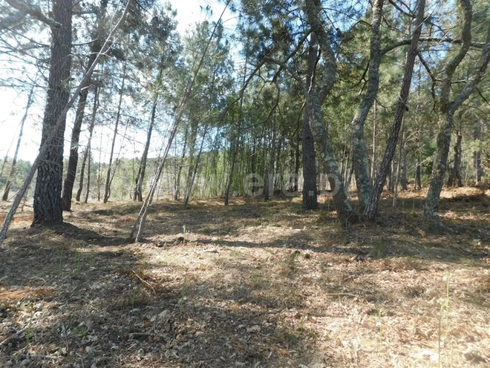 Terreno para Venda em Souto da Casa Foto 5