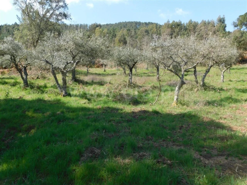 Terreno para Venda em Souto da Casa Foto 2
