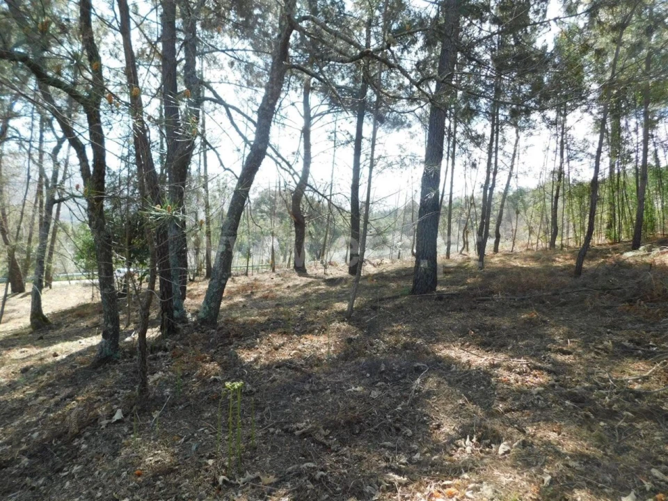 Terreno para Venda em Souto da Casa Foto 8