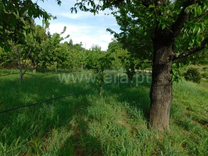 Terreno para Venda em Alcaide Foto 2