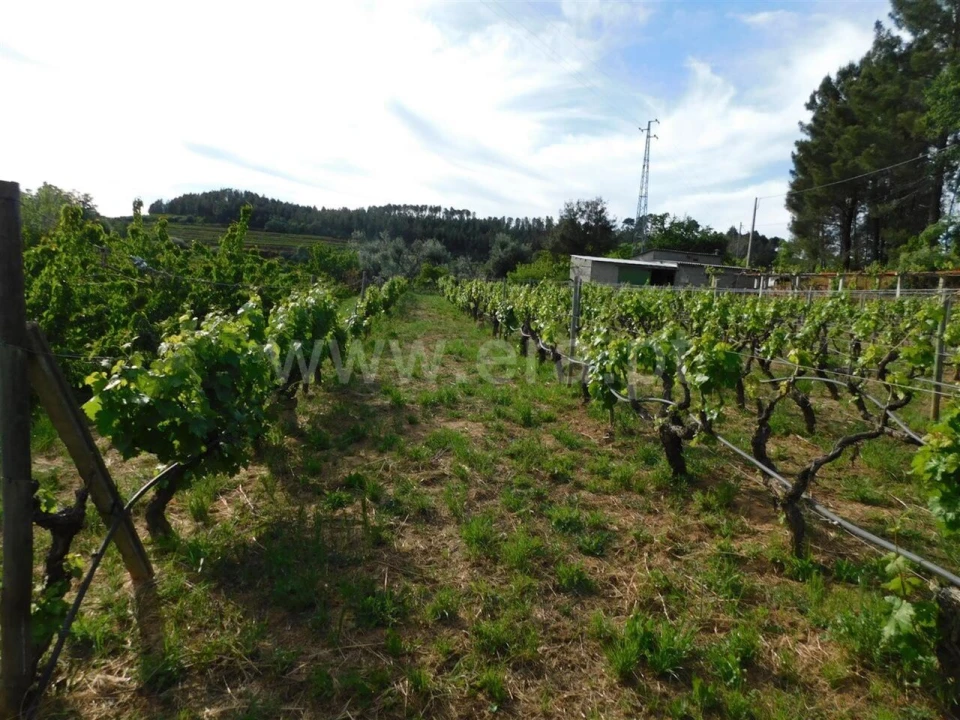 Terreno para Venda em Alcaide Foto 7