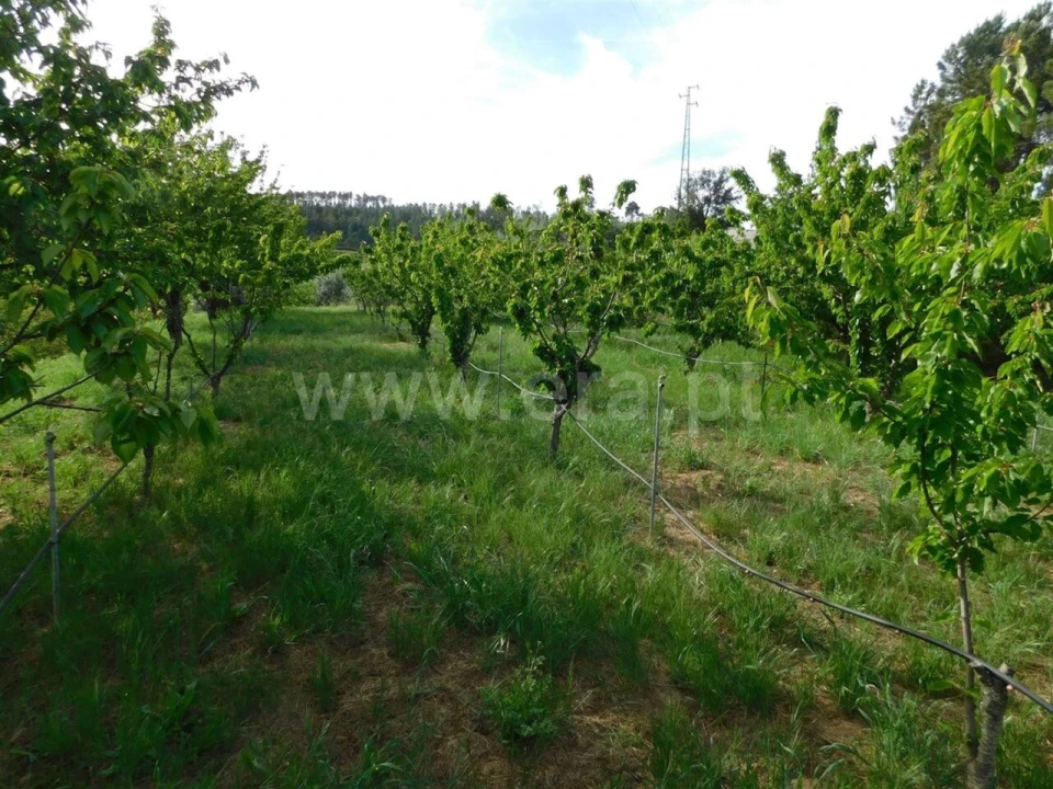 Terreno para Venda em Alcaide Foto 5