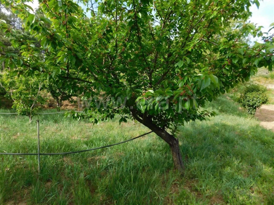 Terreno para Venda em Alcaide Foto 4