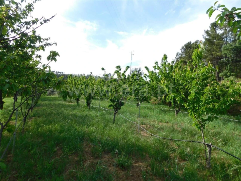 Terreno para Venda em Alcaide Foto 3