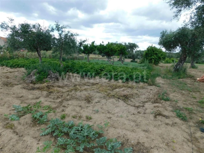 Terreno para Venda em Alpedrinha Foto 4