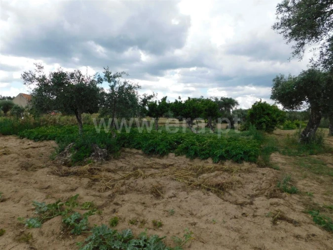 Terreno para Venda em Alpedrinha Foto 6