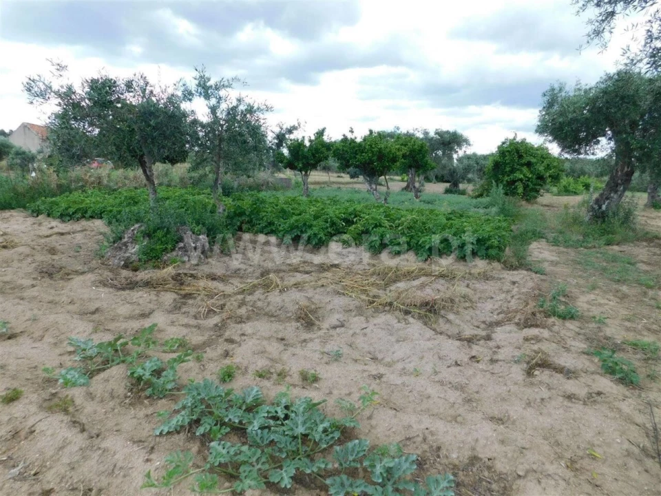 Terreno para Venda em Alpedrinha Foto 5