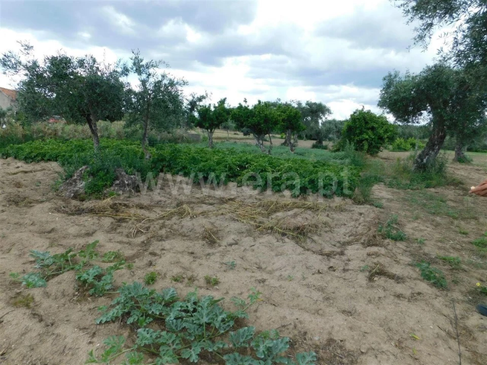 Terreno para Venda em Alpedrinha Foto 4