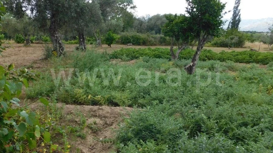 Terreno para Venda em Alpedrinha