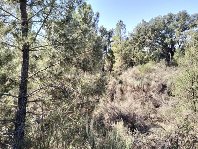 Terreno para Venda em Pero Viseu Foto 4