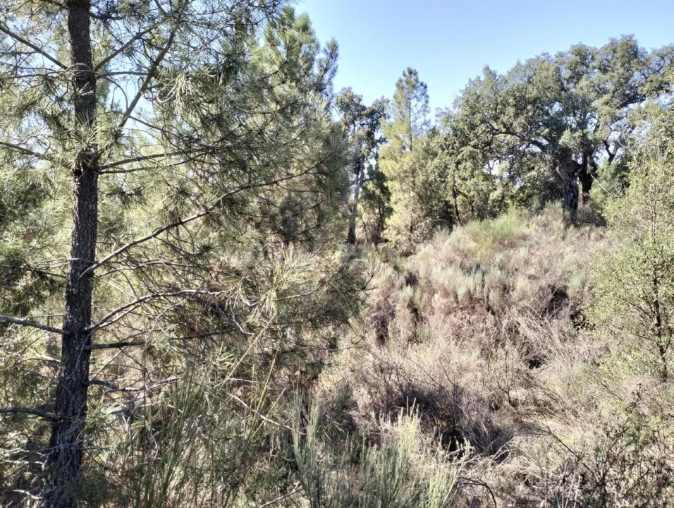 Terreno para Venda em Pero Viseu Foto 4