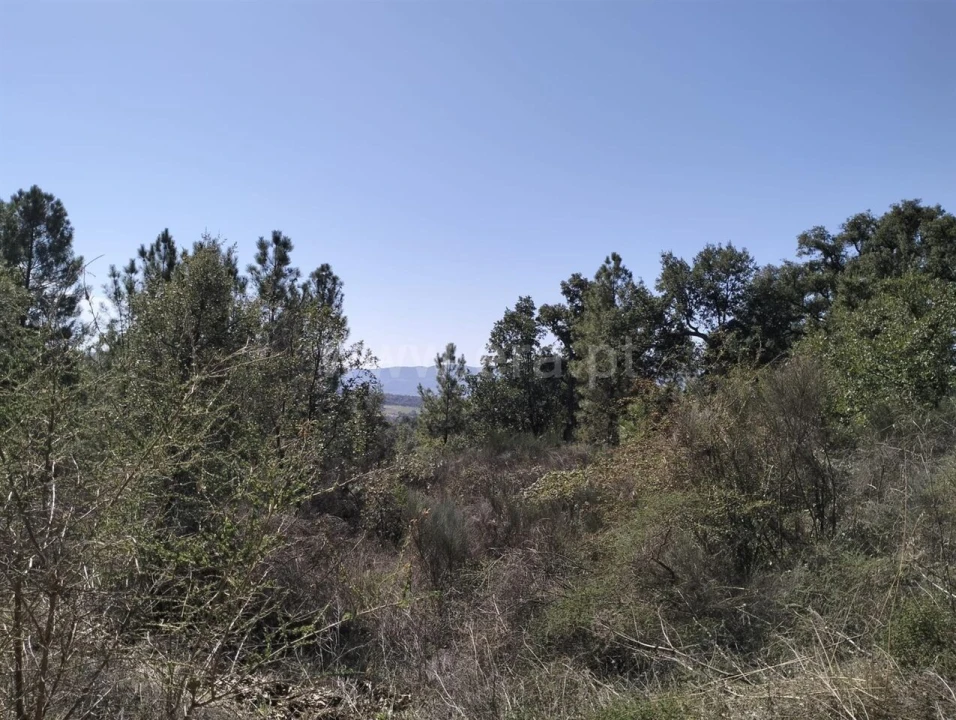 Terreno para Venda em Pero Viseu Foto 5