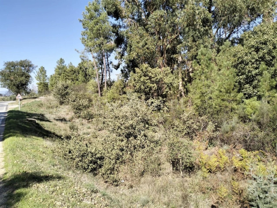 Terreno para Venda em Pero Viseu Foto 2