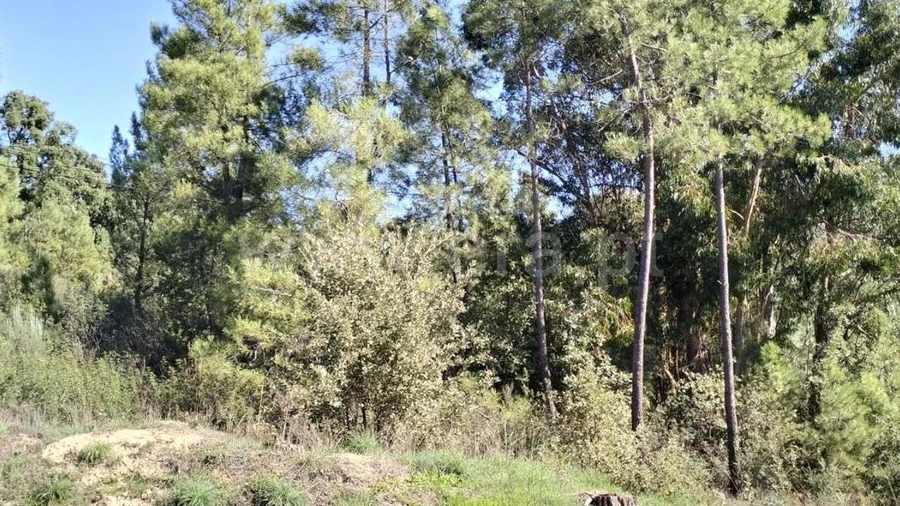Terreno para Venda em Pero Viseu