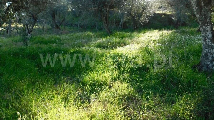 Terreno para Venda em Telhado