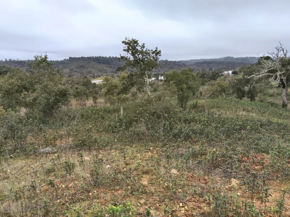 Terreno para Venda em Boavista dos Pinheiros Foto 11