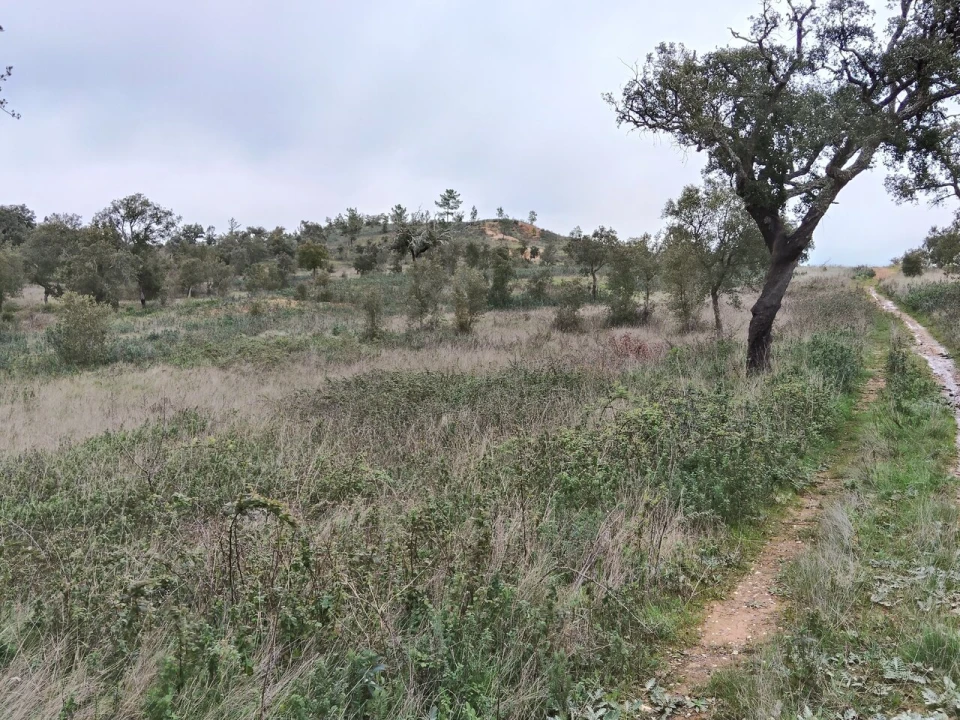 Terreno para Venda em Boavista dos Pinheiros Foto 12