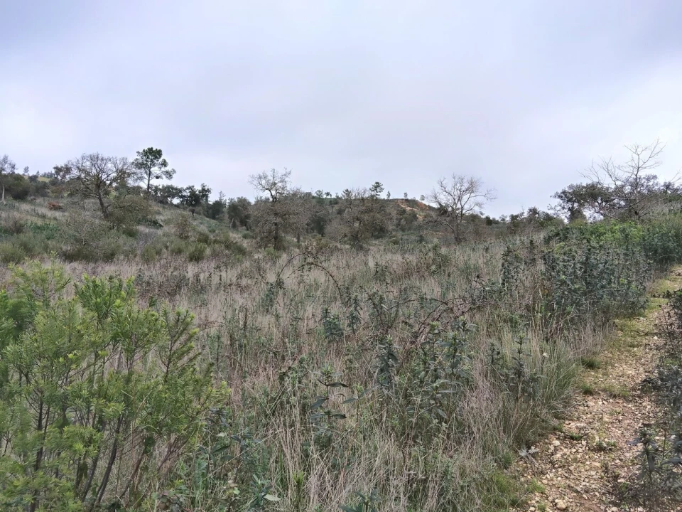 Terreno para Venda em Boavista dos Pinheiros Foto 13