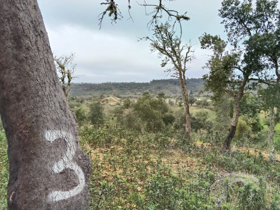 Terreno para Venda em Boavista dos Pinheiros Foto 14