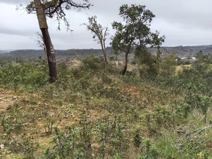 Terreno para Venda em Boavista dos Pinheiros Foto 9