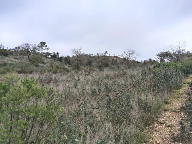 Terreno para Venda em Boavista dos Pinheiros Foto 13