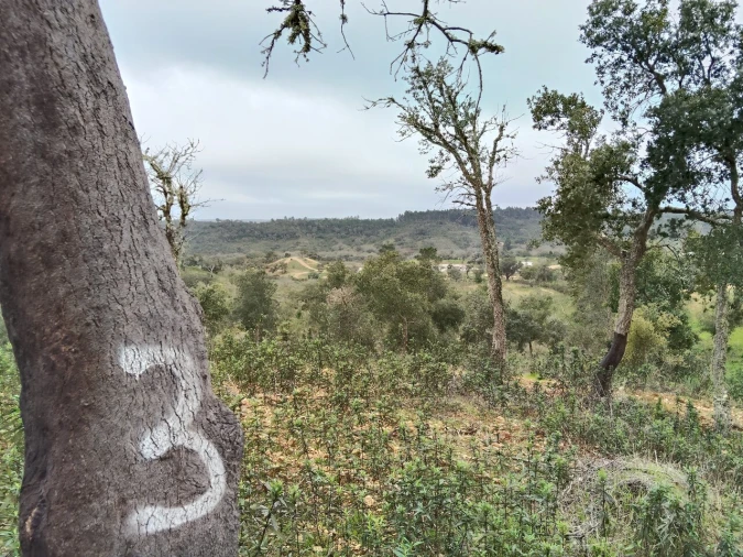 Terreno para Venda em Boavista dos Pinheiros Foto 14