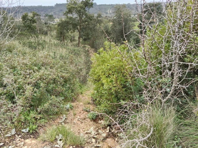 Terreno para Venda em Boavista dos Pinheiros Foto 15