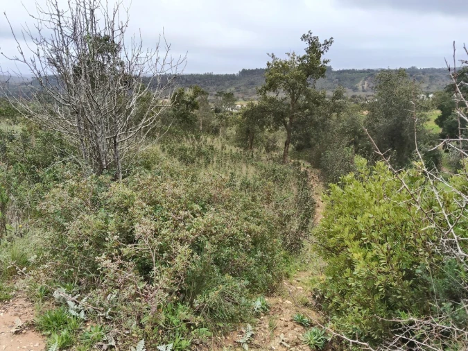Terreno para Venda em Boavista dos Pinheiros Foto 17