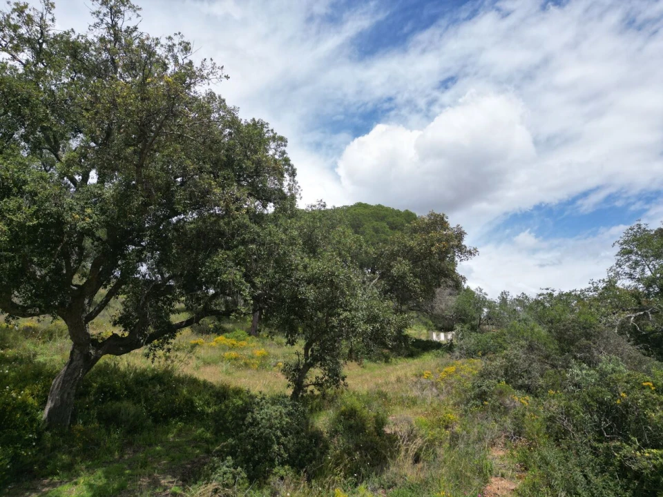 Terreno para Venda em Porches Foto 7