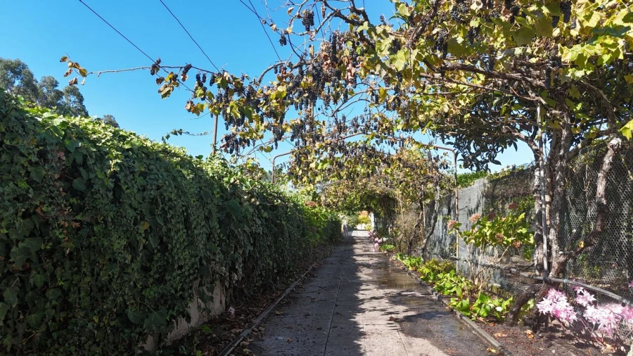 Quinta T5 para Venda em Marinha Grande Foto 13