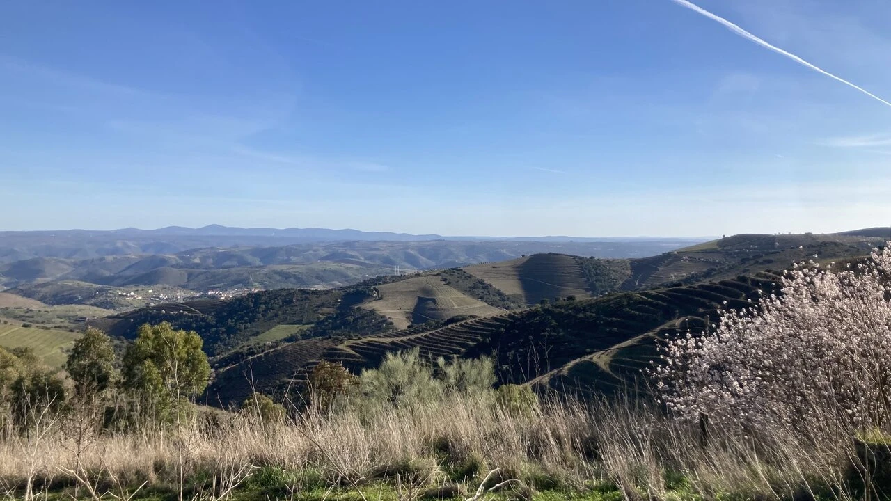 Quinta T15 para Venda em Vila Nova de Foz Côa Foto 11