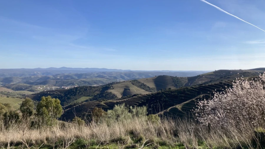 Quinta T15 para Venda em Vila Nova de Foz Côa Foto 11