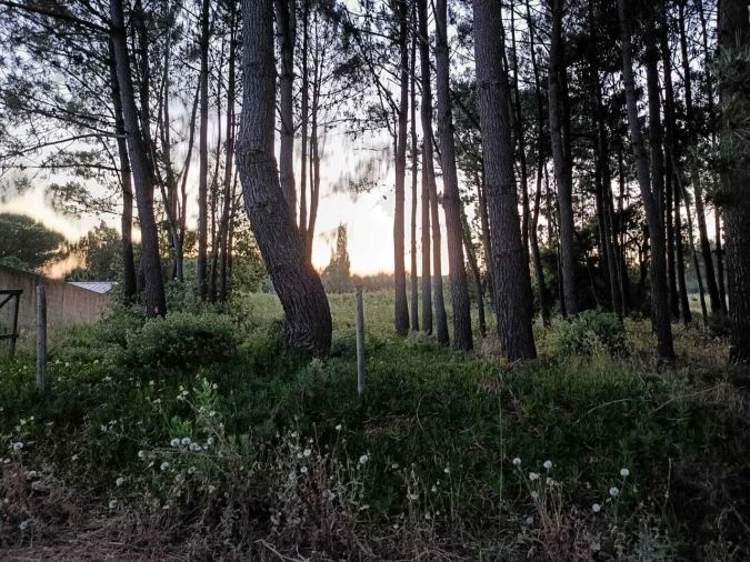 Terreno para Venda em Alfeizerão Foto 4