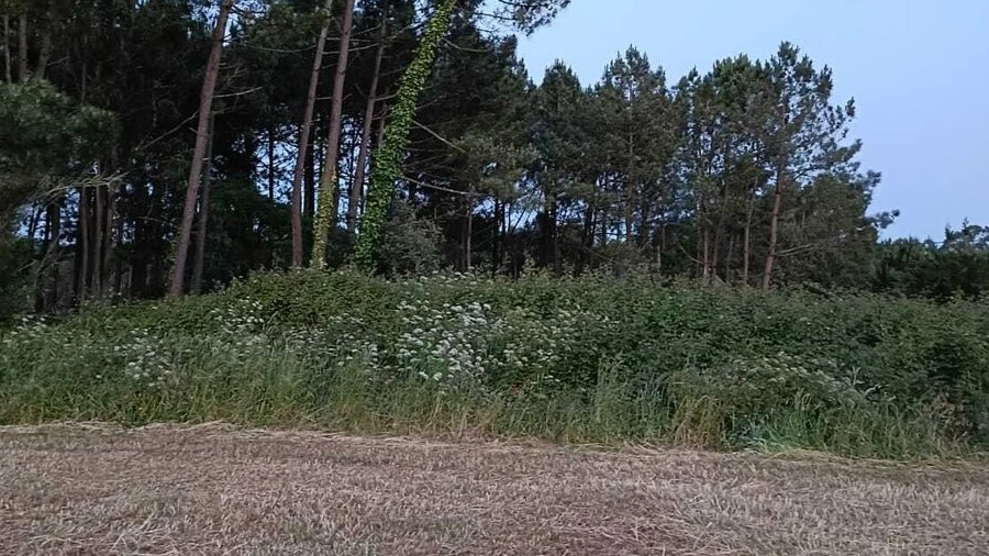 Terreno para Venda em Alfeizerão