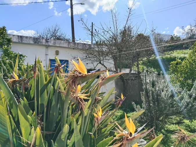 Moradia T4 para Venda em São Martinho das Amoreiras Foto 33