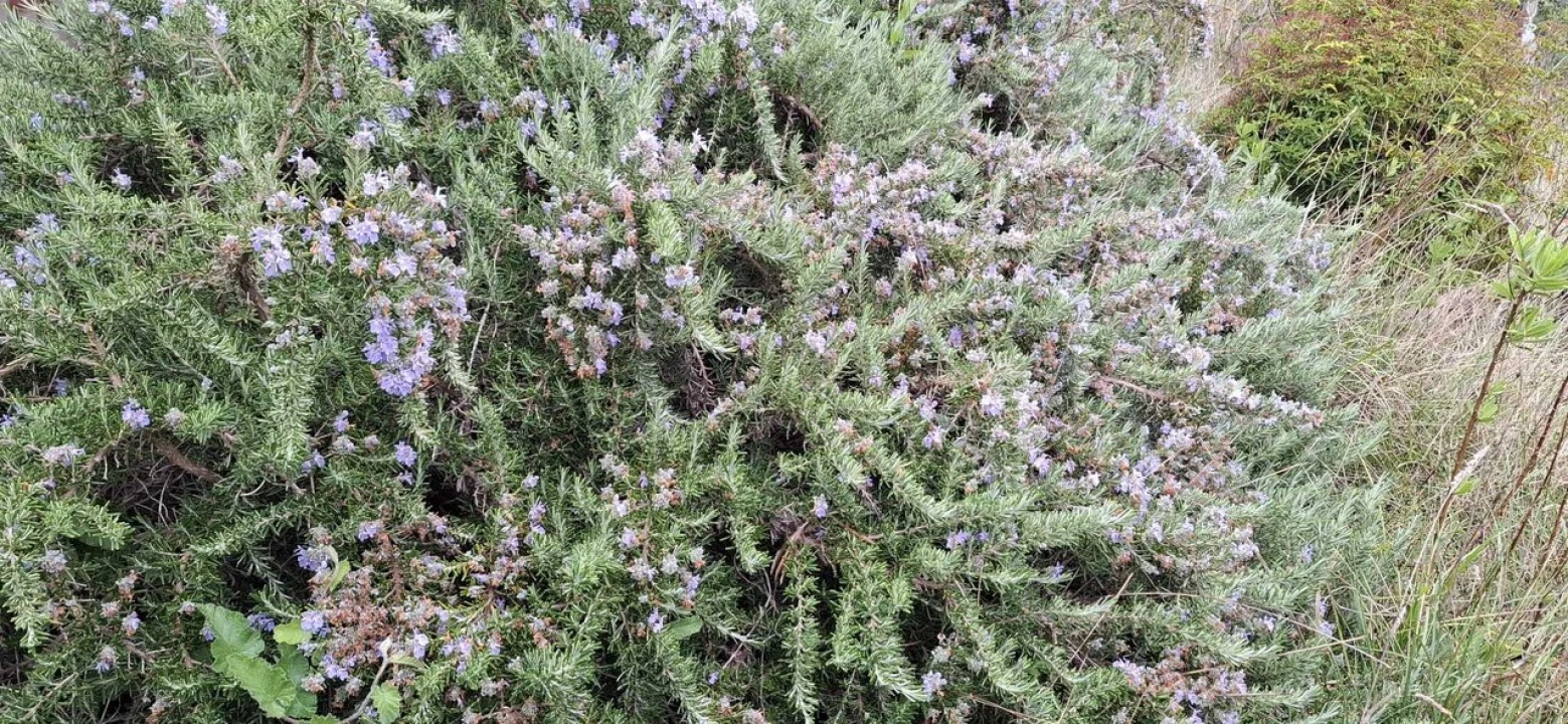 Terreno para Venda em Almoster Foto 8