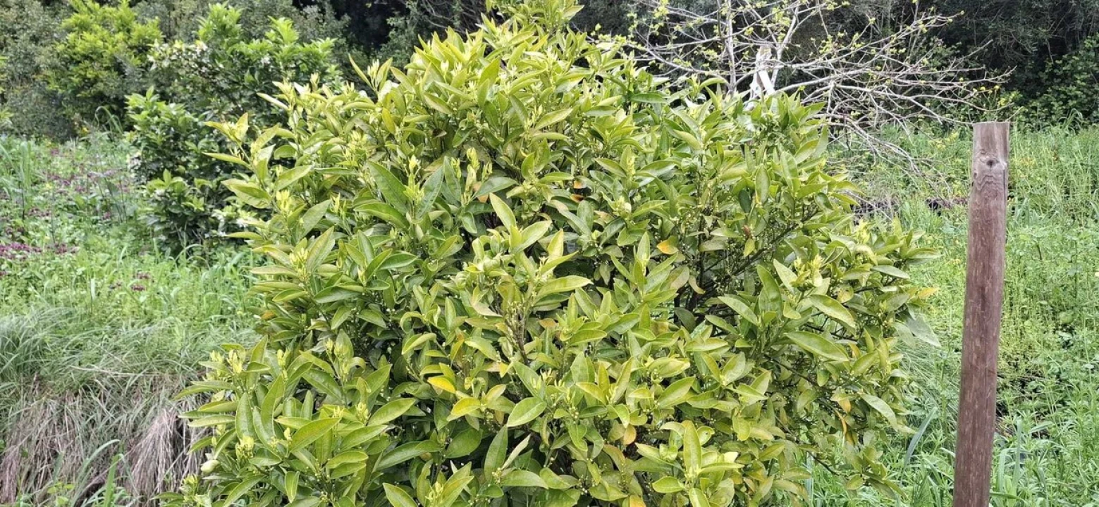 Terreno para Venda em Almoster Foto 16